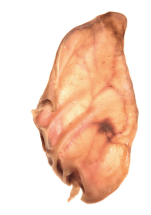 Comfy Appetit Schweineohr 1 Stück Hundeleckerli